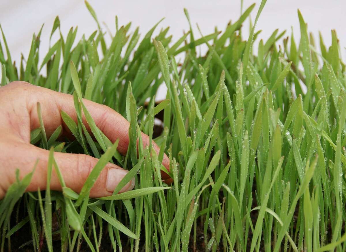 Jeunes pousses d'herbe de blé couvertes de rosée